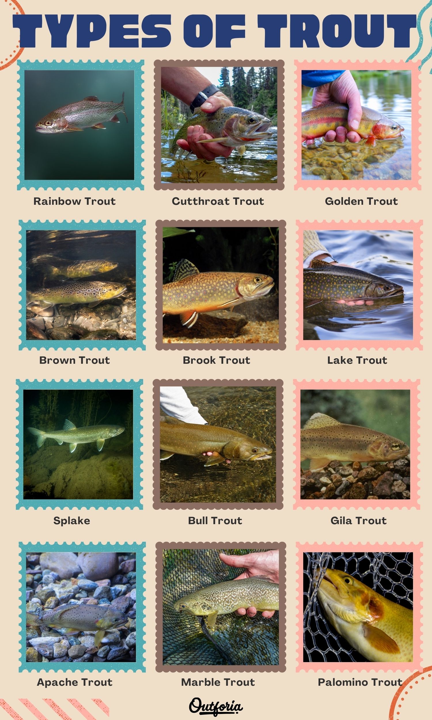 Chart of different types of trout
