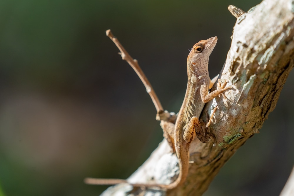 a bark anole basking  and camouflaging on a tree branch