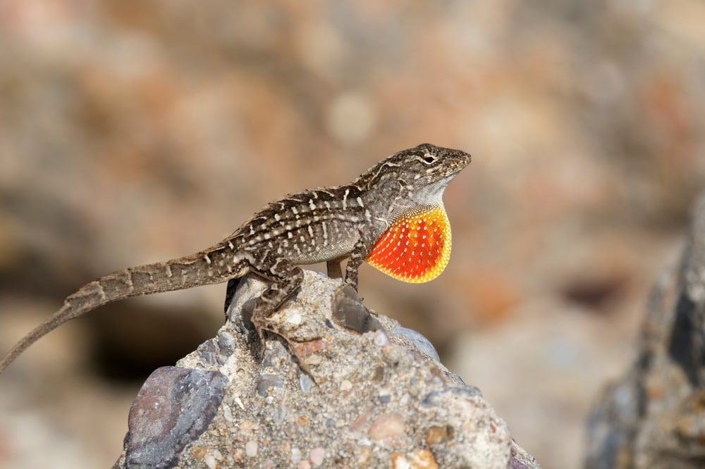 a brown anole from florida on top of a rock displaying its orange dewlap