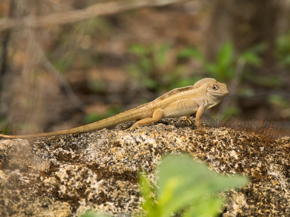 A male Brown Anole displays its crest to intimidate nearby anoles
