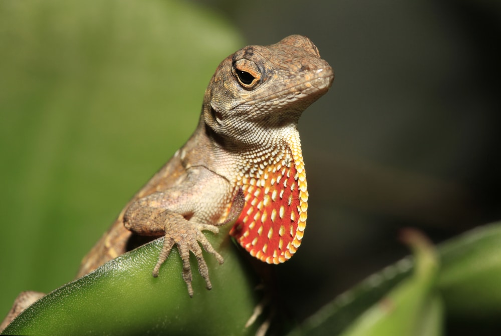 close up image of a brown anole on a leaf, one of the invasive anoles in Florida