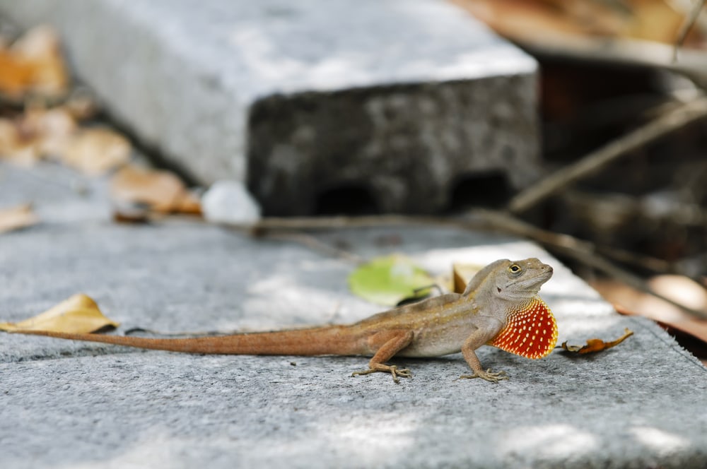 a crested anole,  one of the invasive species of anoles in Florida
