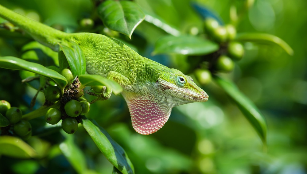 a green anole hanging on plants showing its pink dewlap
