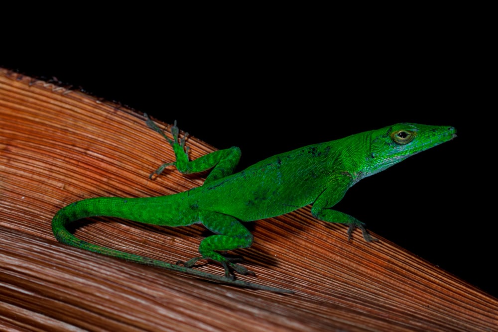 a Hispaniola green anole native to Hait and Dominican republic on a black backgorund