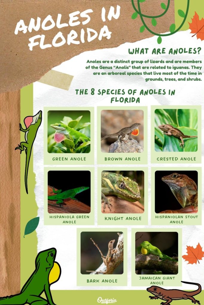 chart of the 8 species of anoles in Florida with images and names.