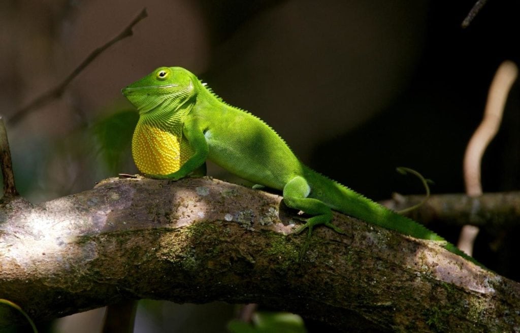 a Jamaican giant anole on a tree branch displaying its bright green color and yellow dewlap