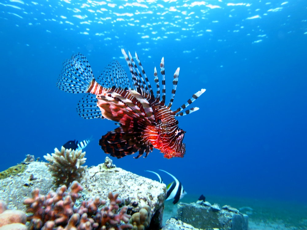 a lionfish swimming underwater