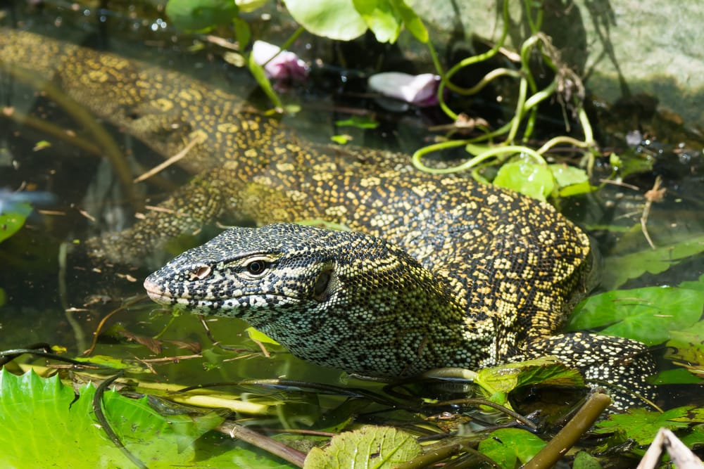 image of a Nile monitor, an invasive lizard species in Florida, making its way through lily pads