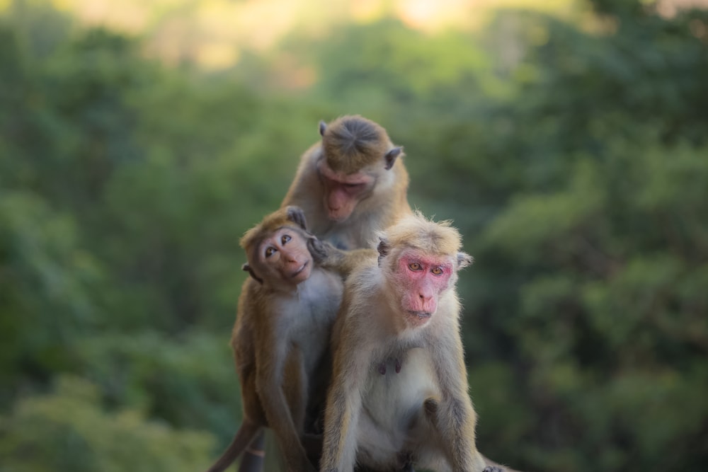 a family of a rhesus monkey, one of the commonly used lab monkeys.