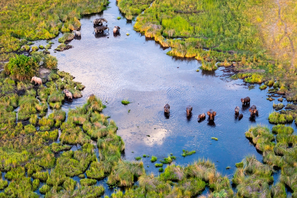 Aerial view of the bushes in the Okavango delta where the elephants are thriving 