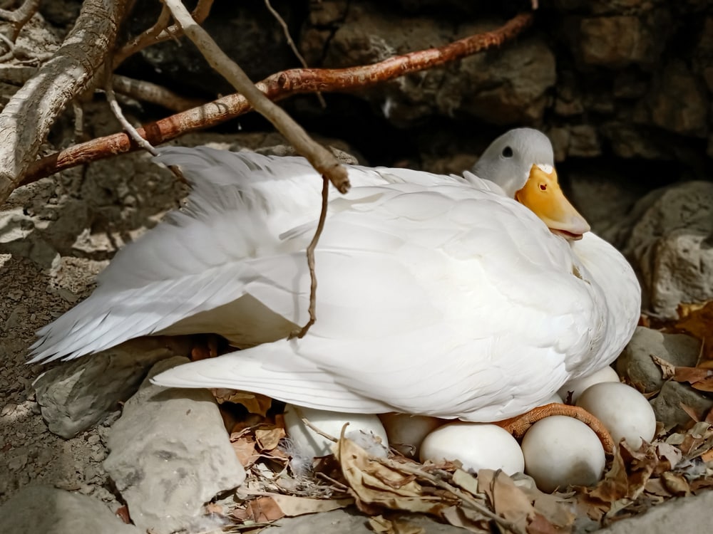a common white duck incubating her eggs