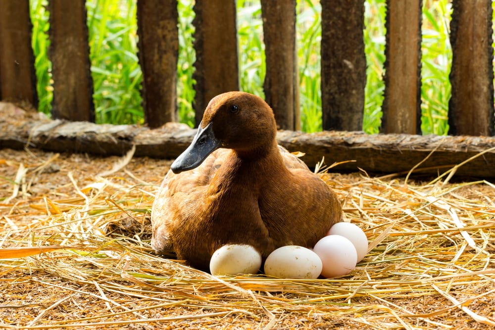 a mother duck incubating her eggs on a straw net