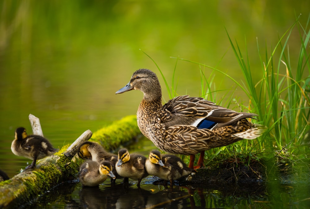 a female mallard duck with her ducklings by the pond