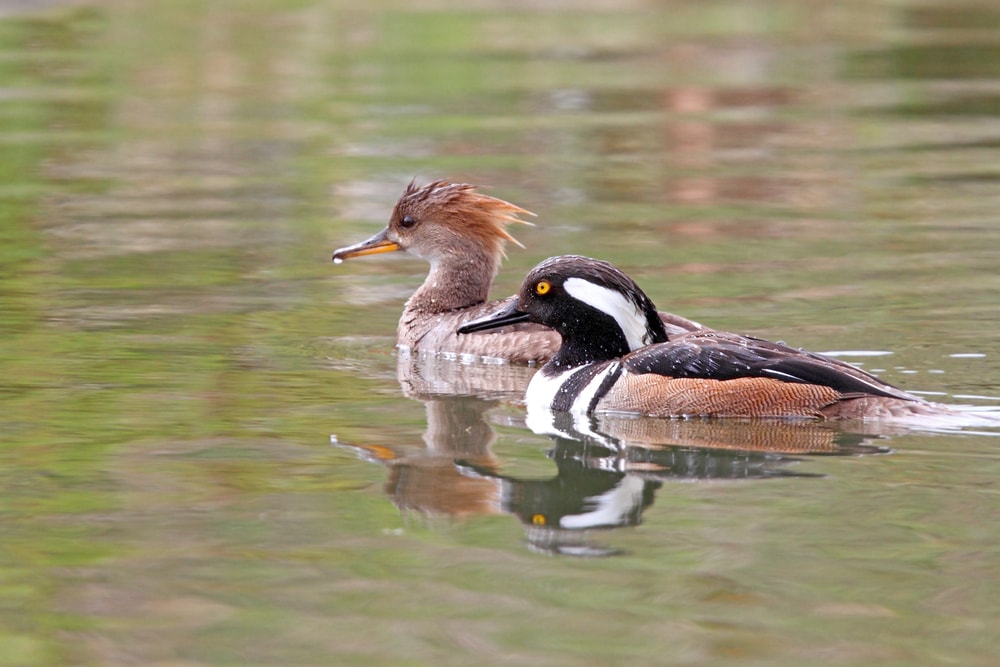 a pair of male and female hooded merganser in a lake during mating season