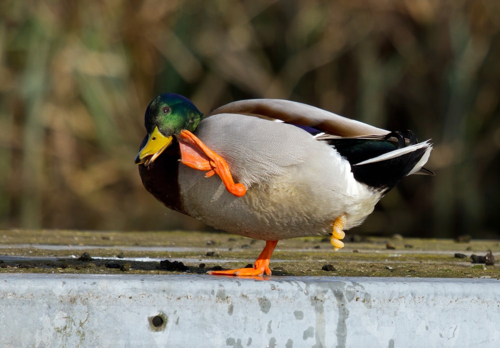 a male mallard duck standing by the pond showing its genitals
