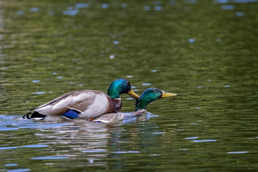 a male mallard duck on top of another male mallard duck