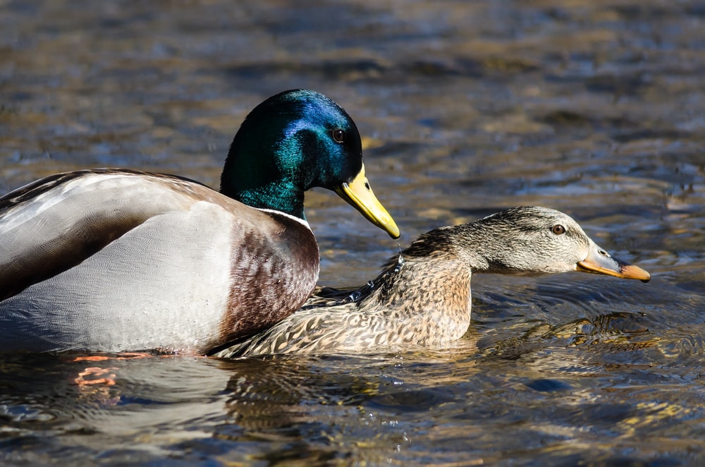 a pair of mallard ducks mating