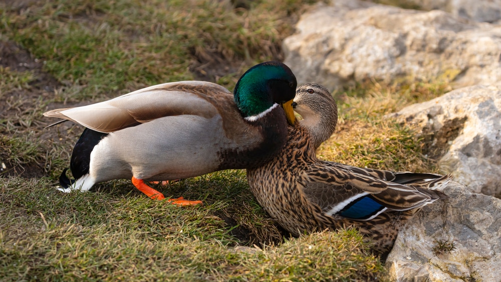 Male and female duck fighting in the mating season in spring