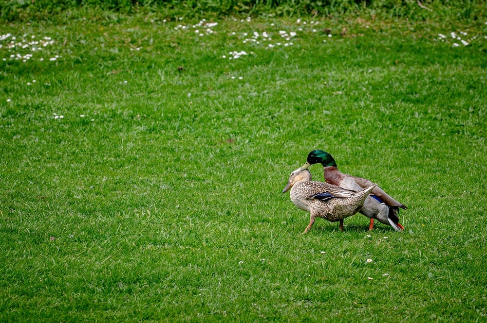 Drake mallard duck biting back of female neck during mating behaviour