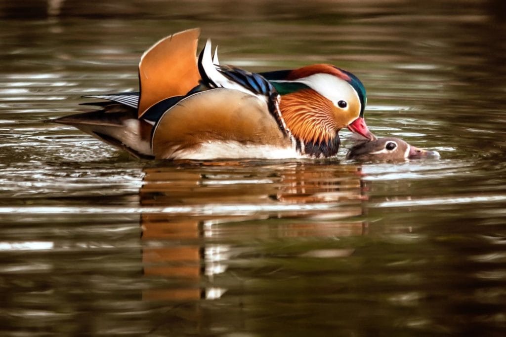 pair of mandarin duck mating in water