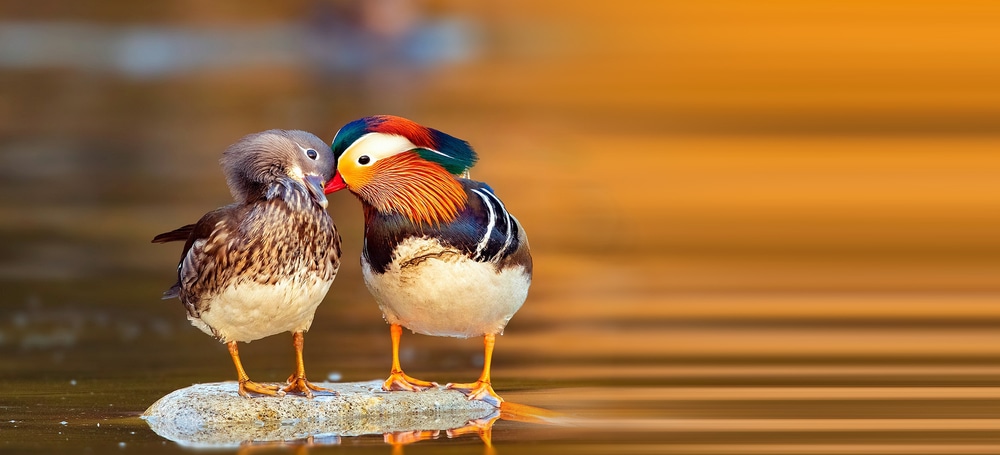 a pair of male and female mandarin duck standing on a rock