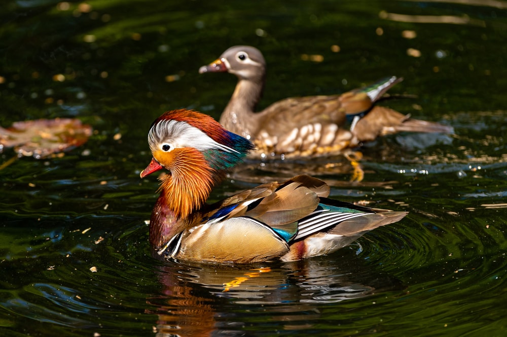 tangerine ducks on a lake during spring mating season