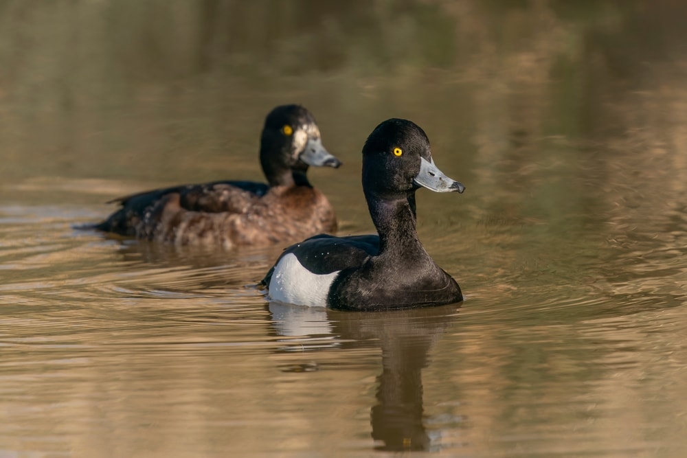 Tufted Duck (Anatidae) at a small lake, pair at the mating season