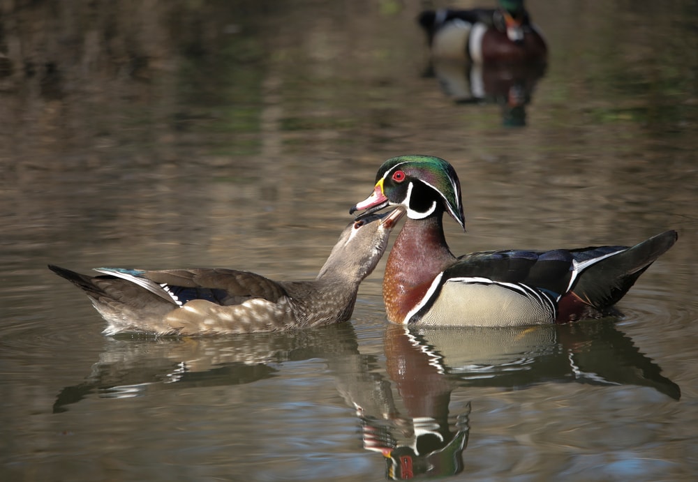 Mating season of wild ducks gathered on lake every spring time