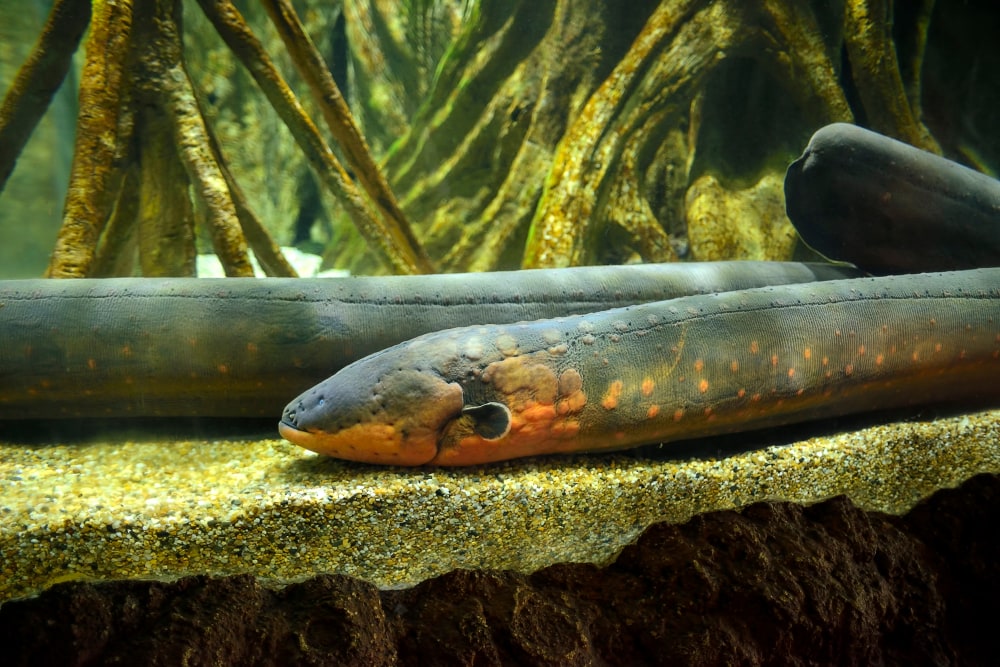 an electric eel resting at the bottom of an aquarium