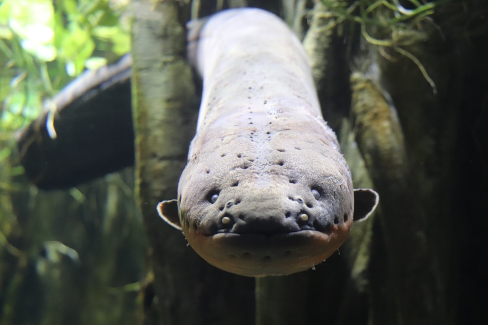 front-facing underwater shot of an electric eel in an aquarium