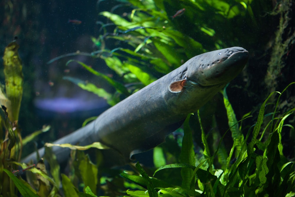 a lone electric eel swimming in a freshwater aquarium