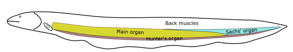 illustration of an electric eel's organs