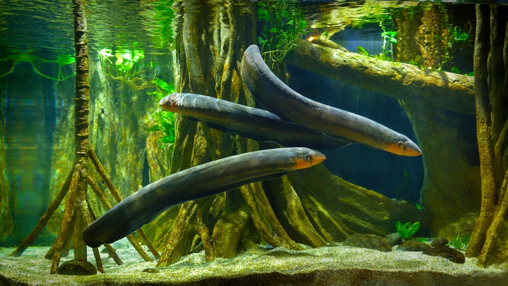 group of electric eels in a freshwater aquarium setting
