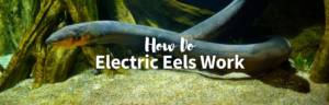 how do electric eels work featured image