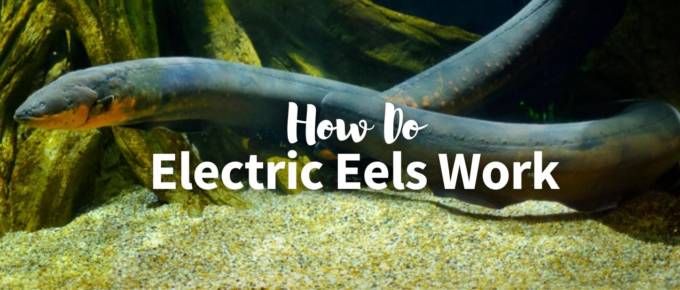 how do electric eels work featured image