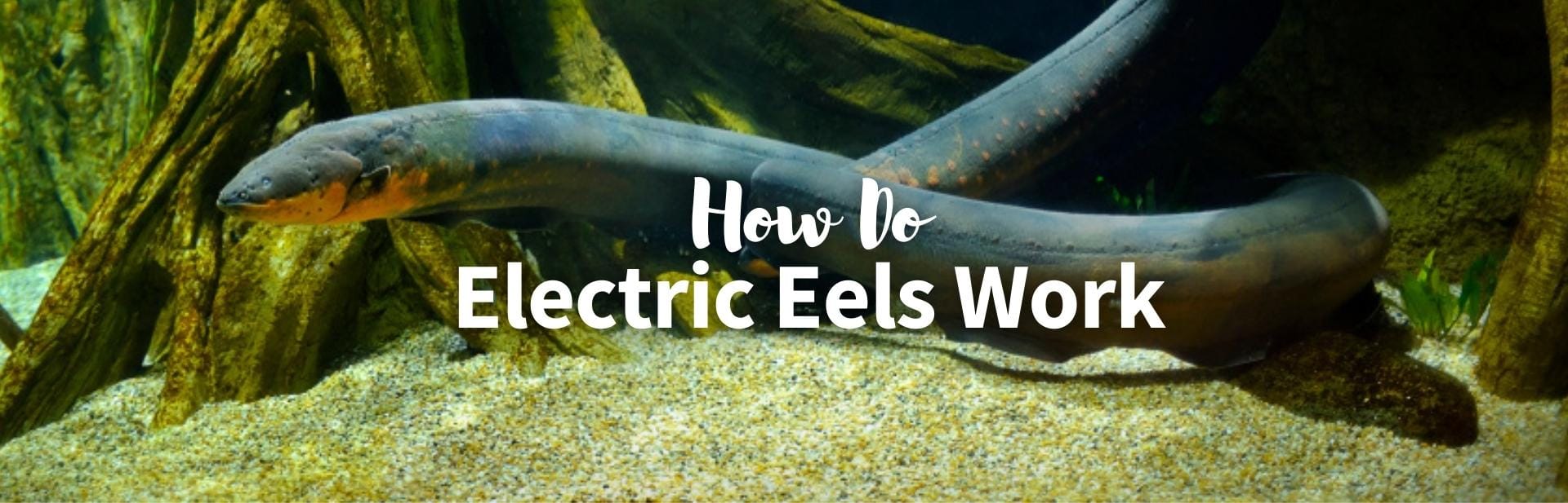How Do Electric Eels Work? All About The Fish That Will Shock You