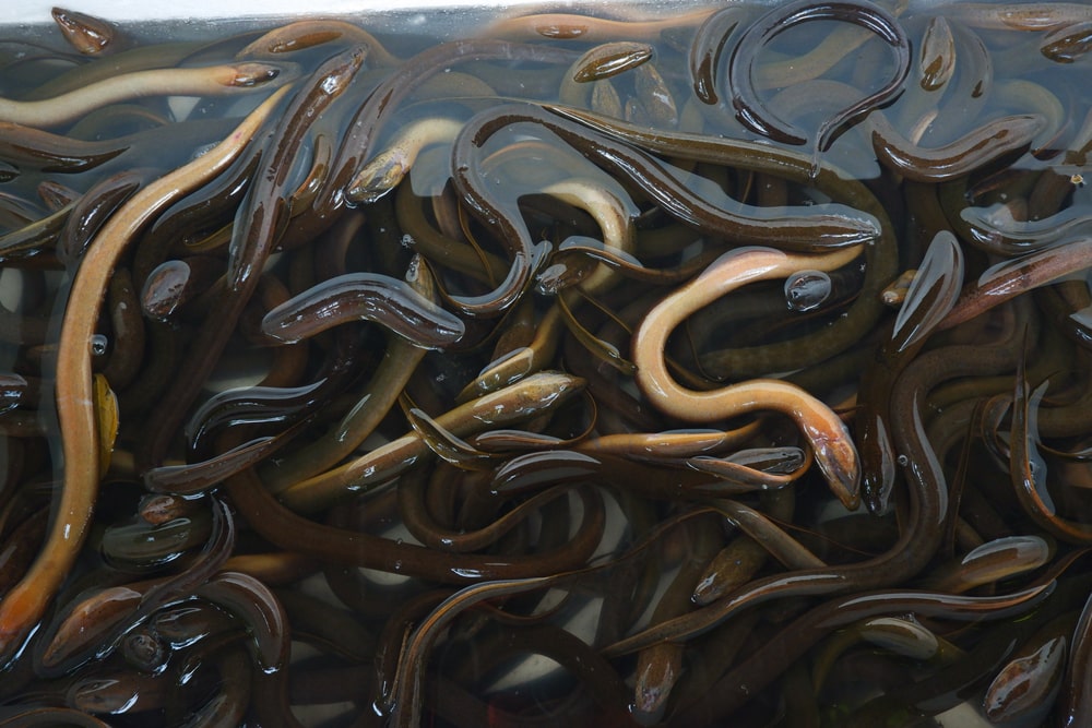 a cluster of freshly caught freshwater eels