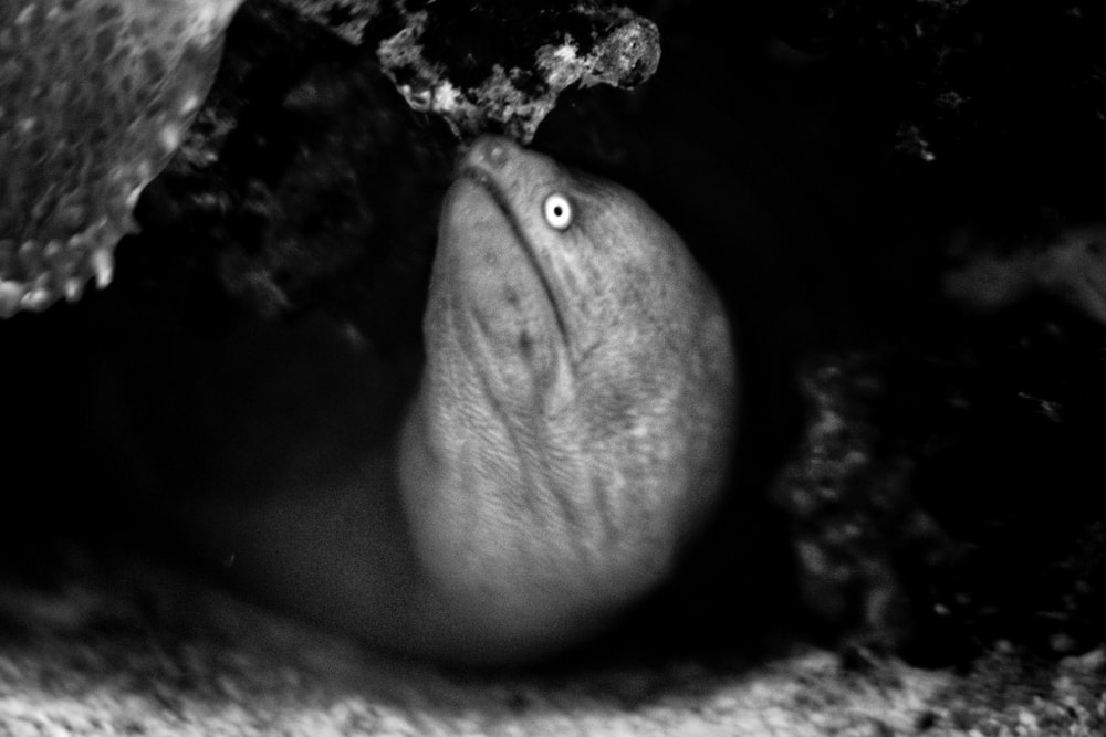 underwater black and white shot of an electric  eel