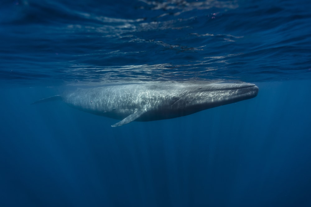 Blue Whale (Balaenoptera musculus) on the surface of the ocean