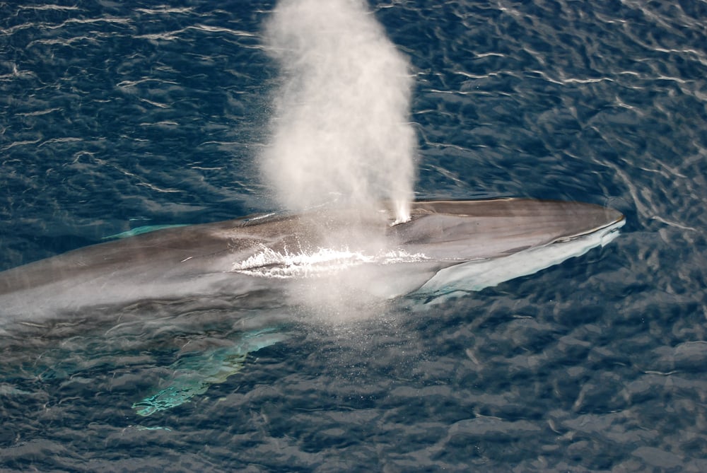 Fin Whale (Balaenoptera physalus) breathing at its blowhole