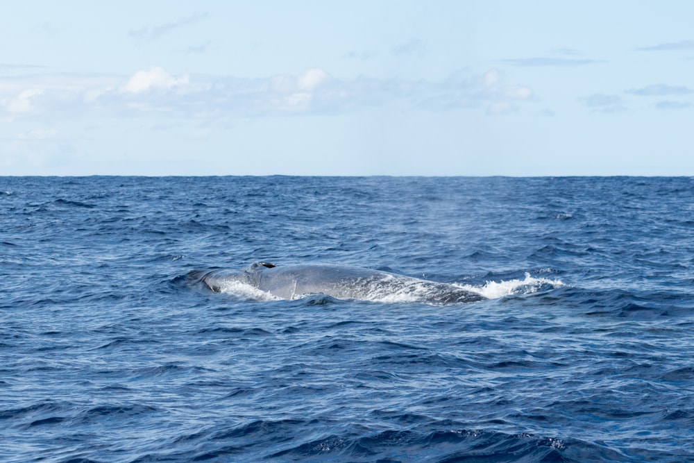 Sei Whale (Balaenoptera borealis) seen on the surface of the ocean