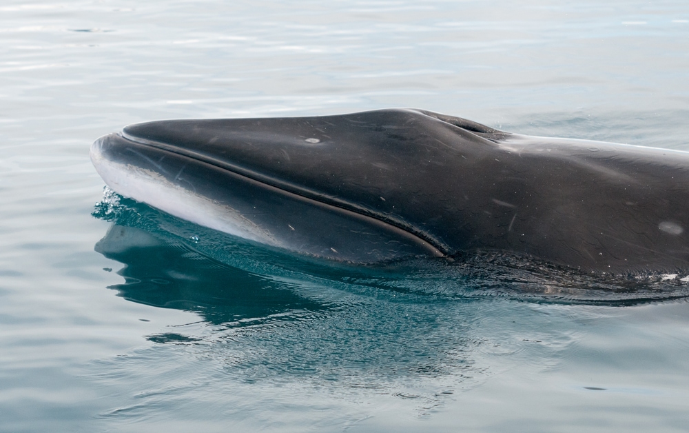 Antarctic Minke Whale (Balaenoptera bonaerensis) went upward to breath oxygen