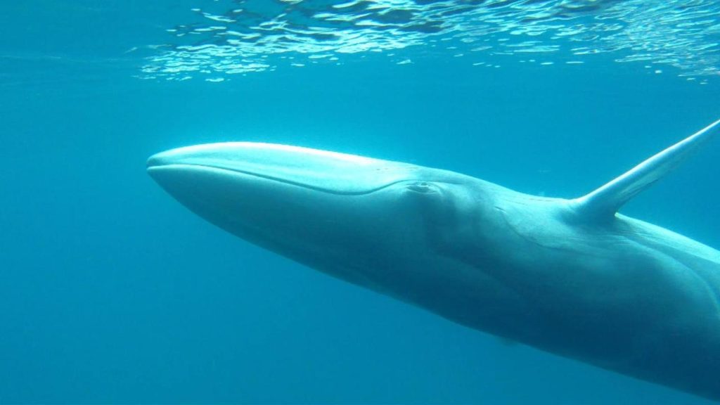 Omura’s Whale (Balaenoptera omurai) under the sky blue ocean