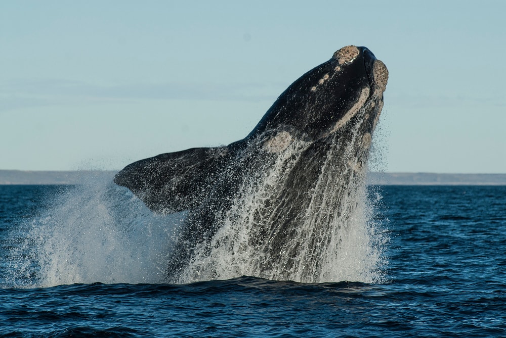 North Atlantic Right Whale (Eubalaena glacialis) jumping out of water