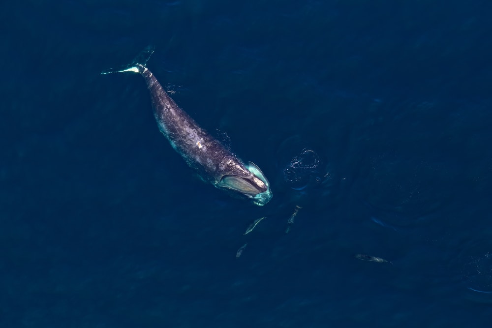 North Atlantic Right Whale (Eubalaena glacialis) swimming on the ocean