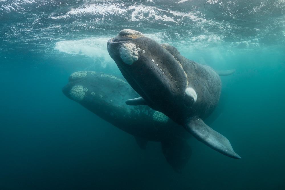 Two whales swimming under the ocean