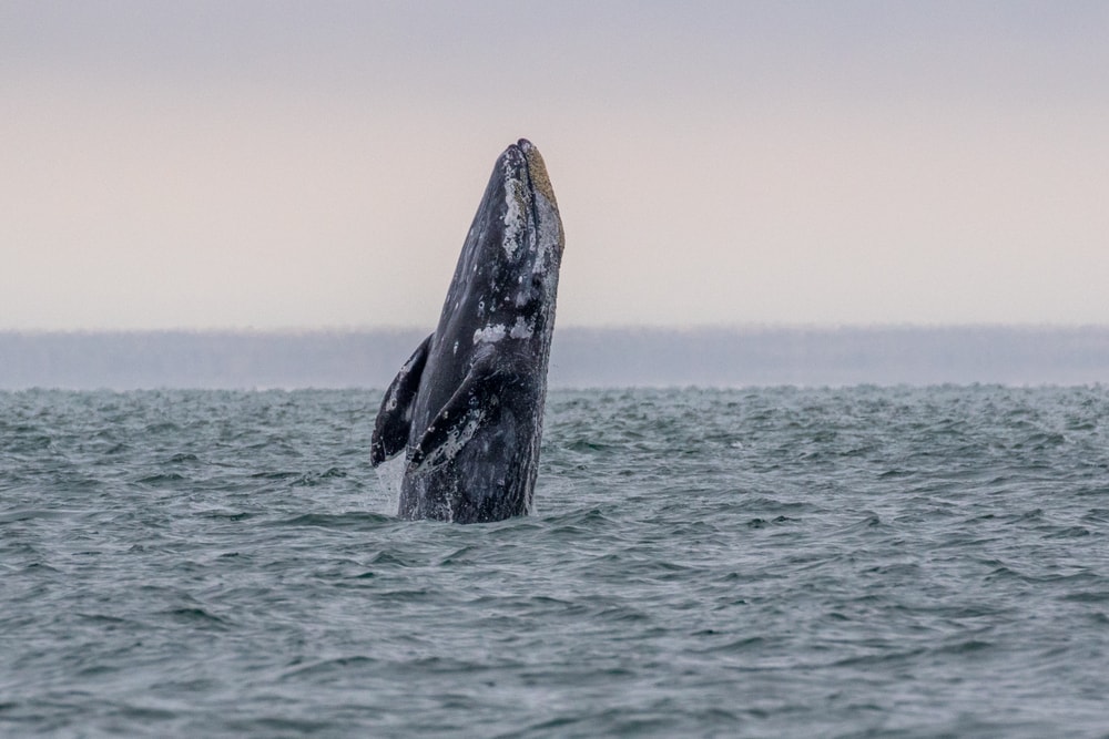 Gray Whales (Eschrichtiidae) jumping out of the ocean