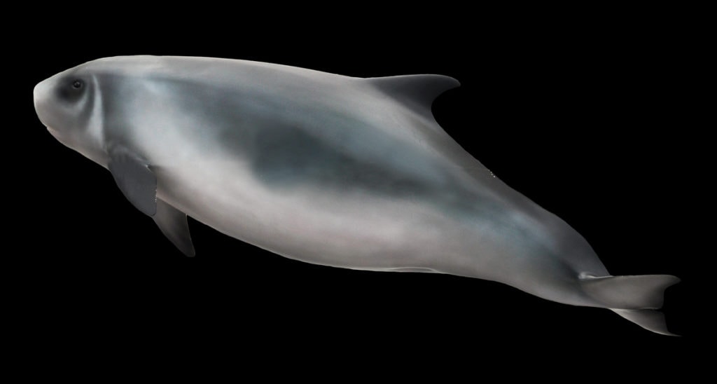 Dwarf Sperm Whale (Kogia sima) on black background