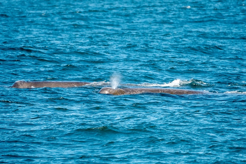 Baird’s Beaked Whale (Berardius bairdii) breathing on its blowhole