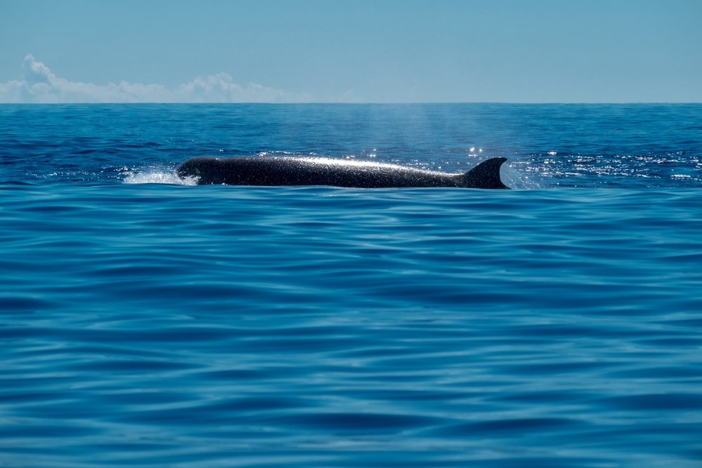 Northern Bottlenose Whale (Hyperoodon ampullatus) on the ocean